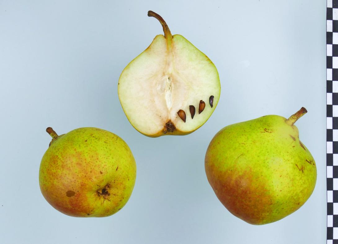 Grosser Französischer Katzenkopf