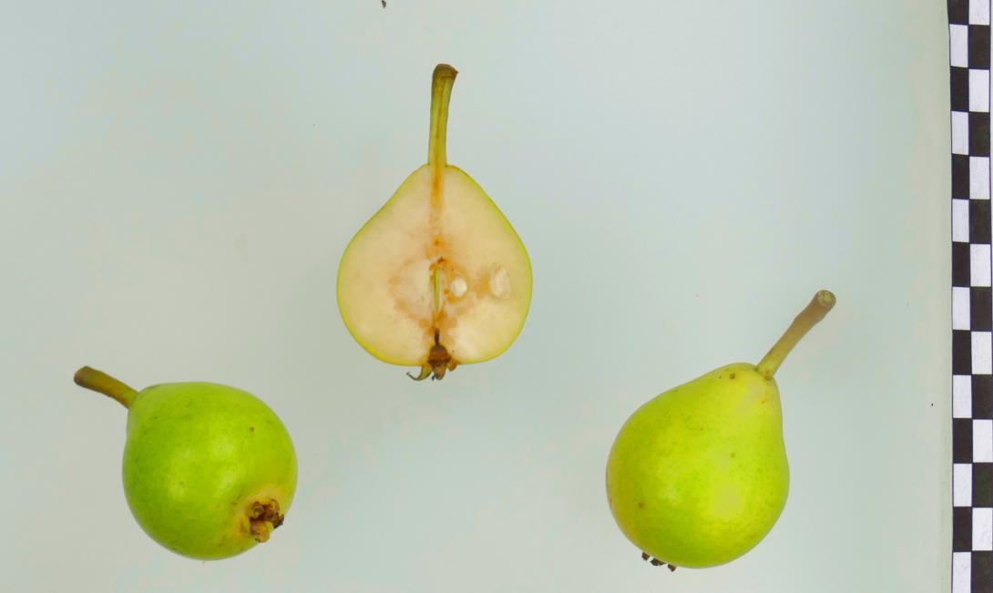Gelbe Frühbirne