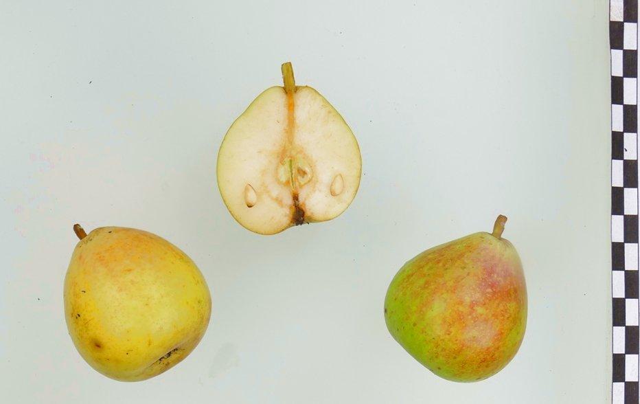 Bunte Julibirne