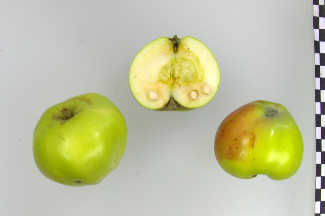 Weißer Astrachan