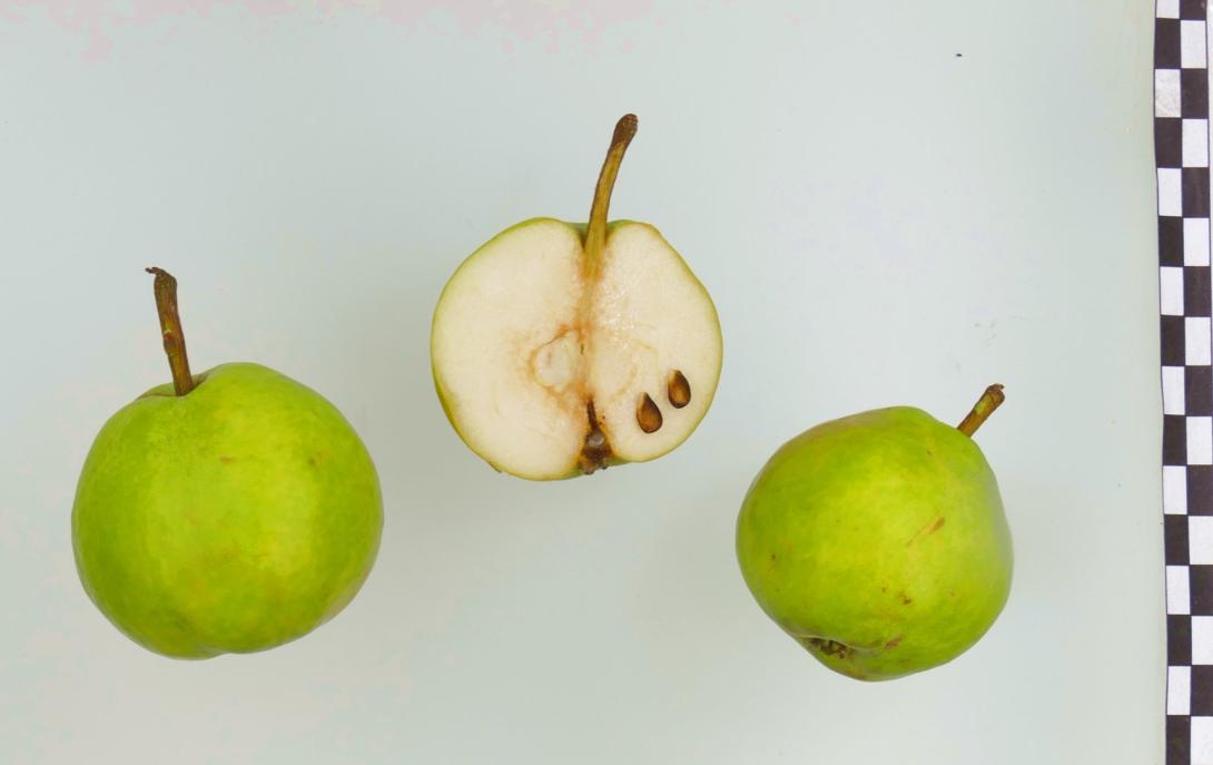 Kleine Margarethenbirne
