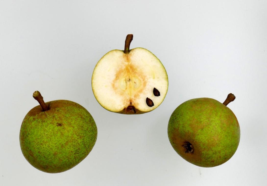 Rote Bergamotte