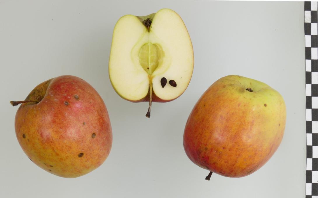 Winterprinzenapfel