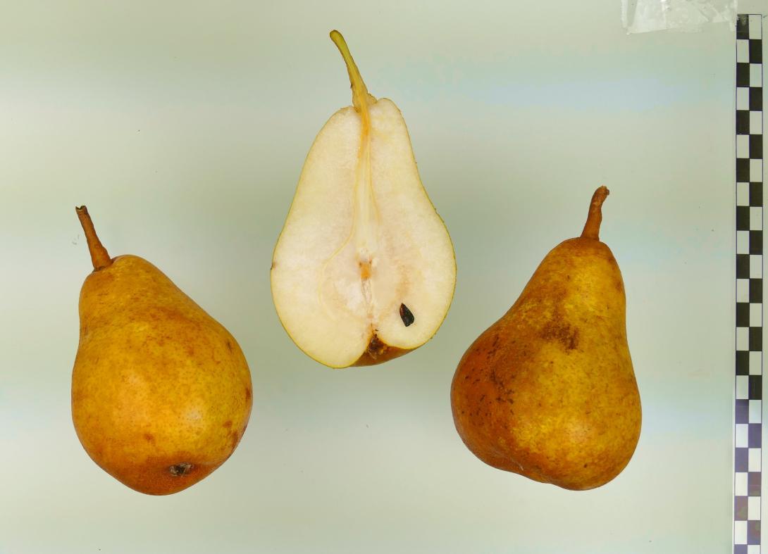 Große Rietbirne