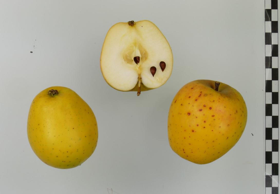 Ananasrenette