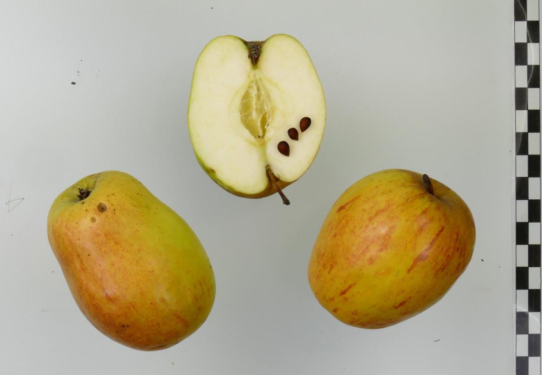 Prinzenapfel