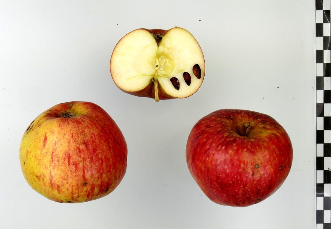 Altländer Pfannkuchenapfel