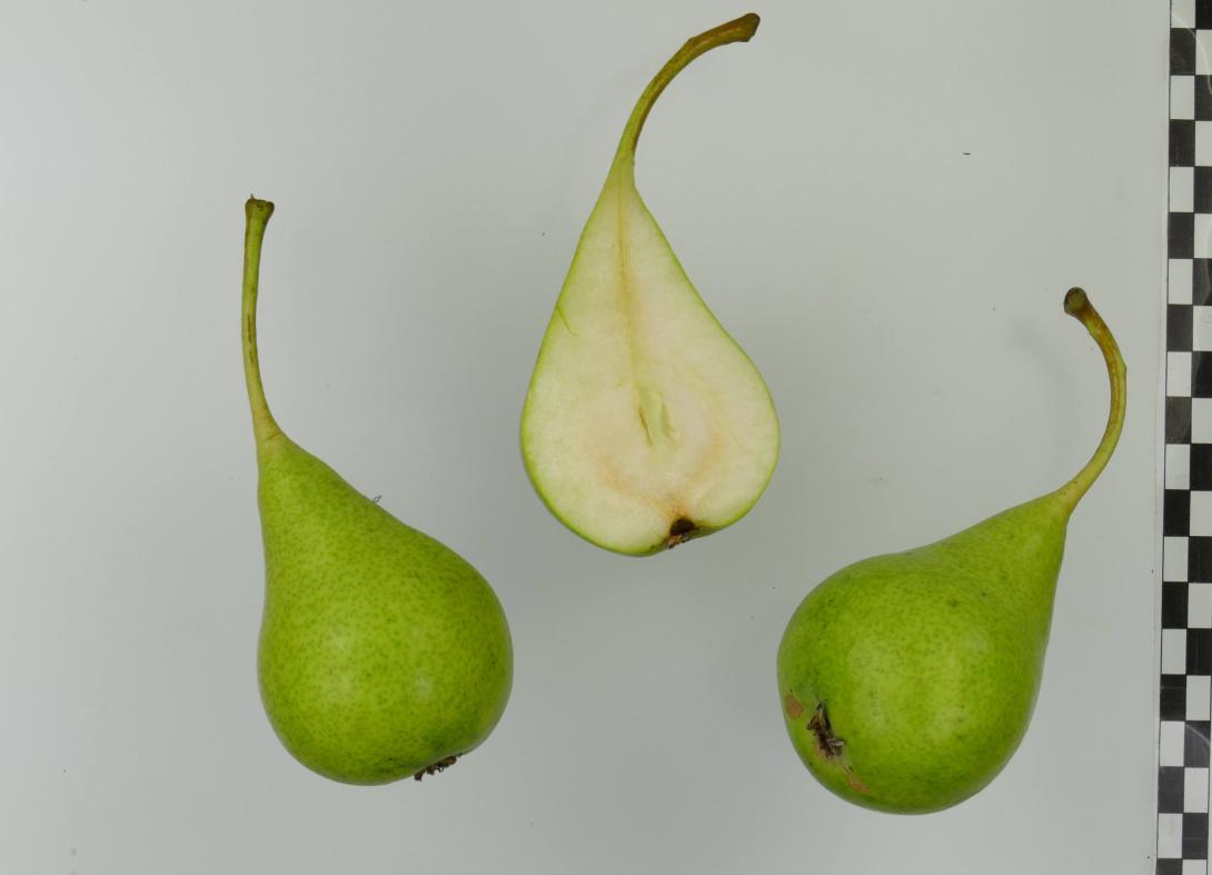 Schwanenhals