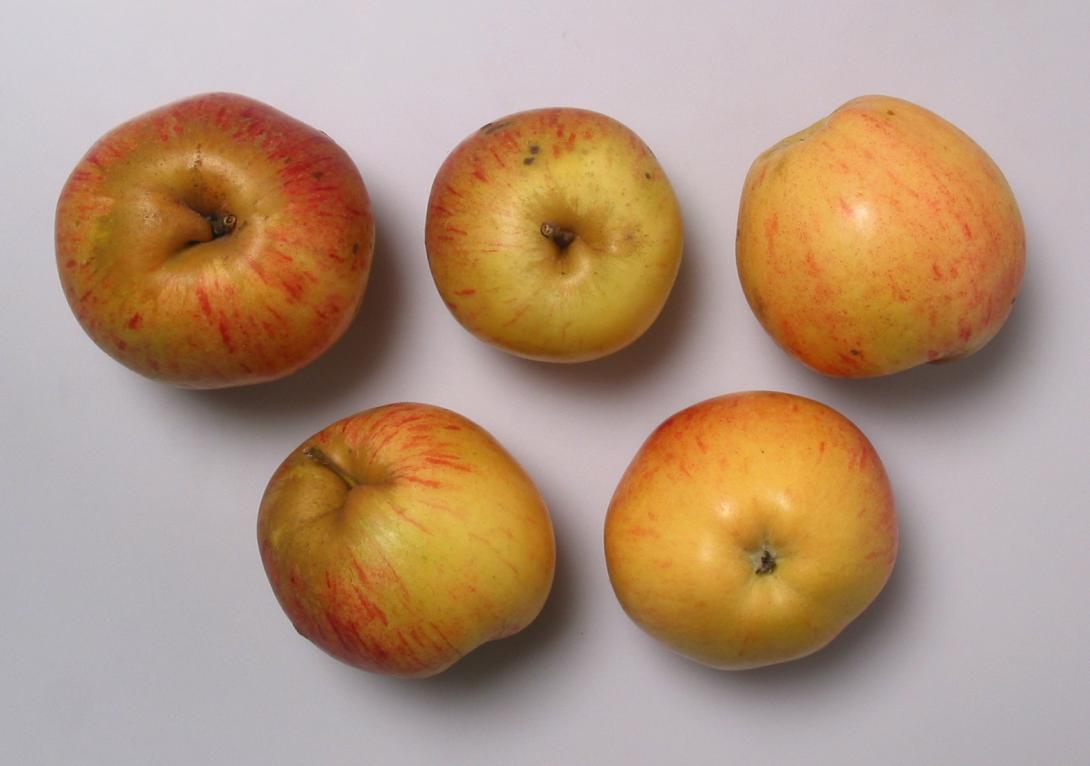 Rheinischer Krummstiel