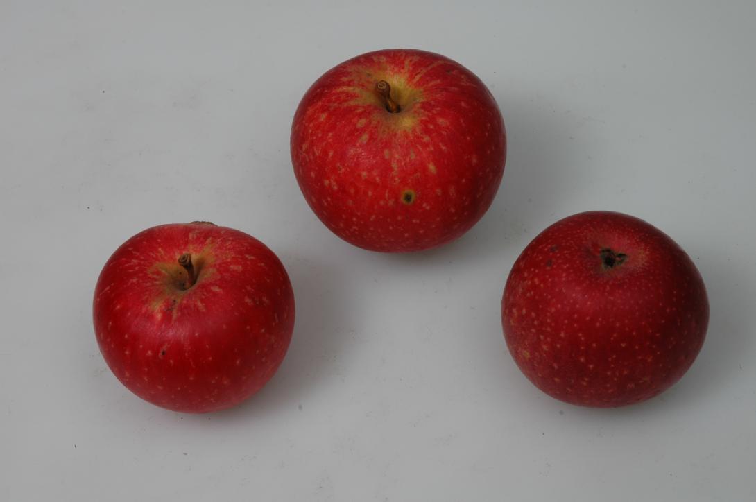 Rote Sternrenette