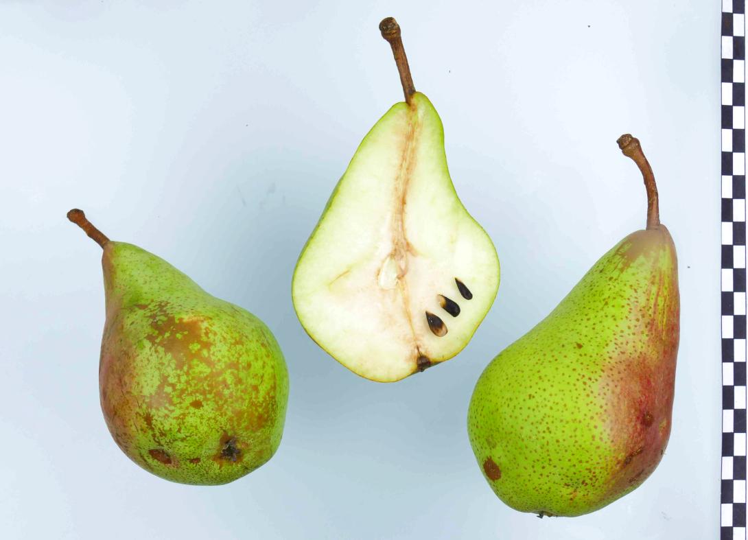Schöne Angevine