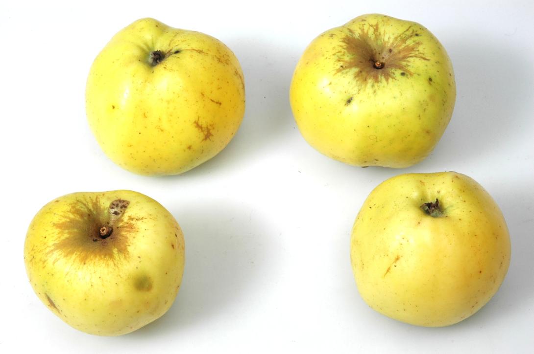 Schicks Rheinischer Landapfel