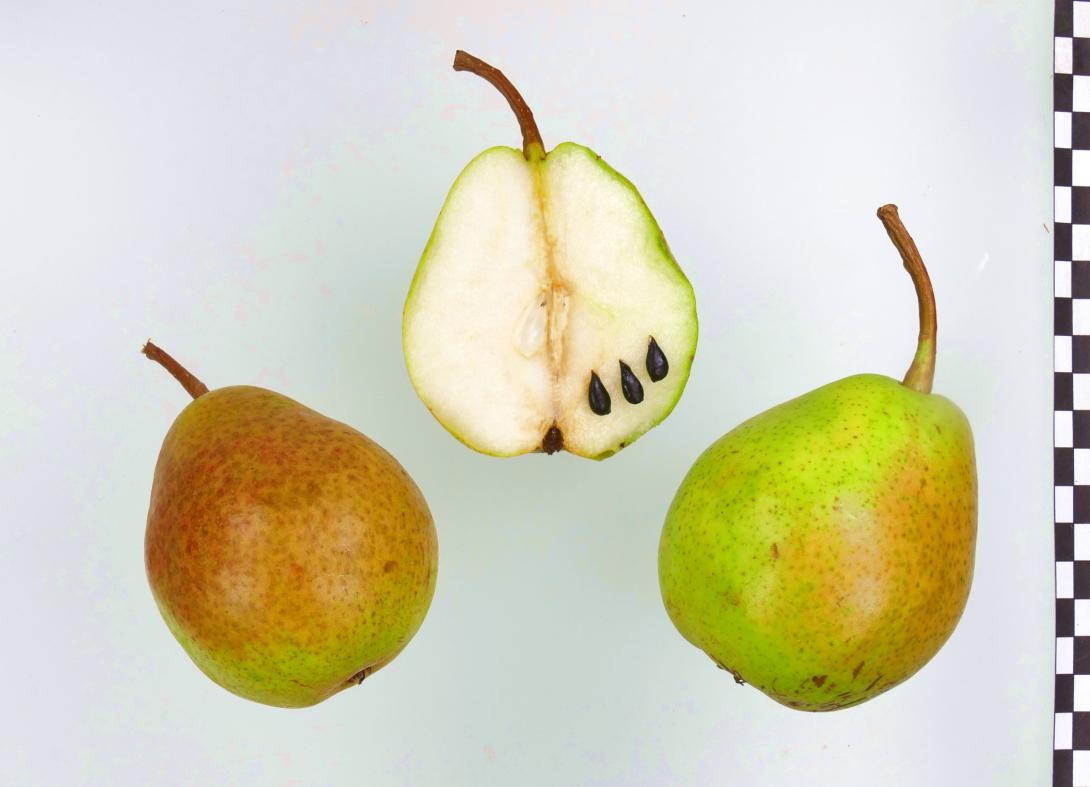 Schmelzende aus Thirriot