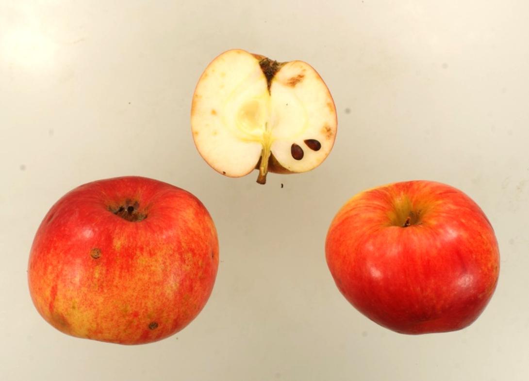 Uphuser Tietjenapfel